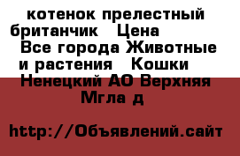 котенок прелестный британчик › Цена ­ 12 000 - Все города Животные и растения » Кошки   . Ненецкий АО,Верхняя Мгла д.